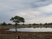 0992 Etoscha-Nationalpark - Wasserloch Okaukuejo