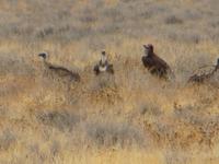 1041 Etoscha-Nationalpark - Geier