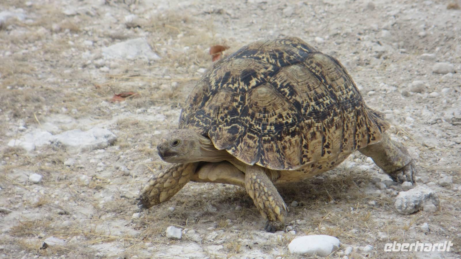 1056 Etoscha-Nationalpark - Panther-Schildkröte