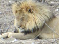 1079 Etoscha-Nationalpark - Löwen