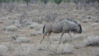 1083 Etoscha-Nationalpark - Gnus
