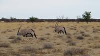 1087 Etoscha-Nationalpark - Oryx