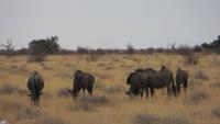 1093 Etoscha-Nationalpark - Gnus