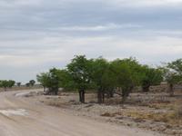 1098 Etoscha-Nationalpark -