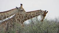 1105 Etoscha-Nationalpark - Giraffen