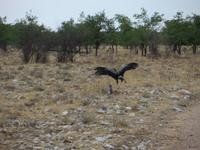 1117 Etoscha-Nationalpark - Sekretäre