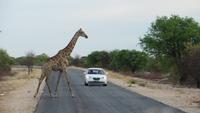 1143 Etoscha-NP - Giraffe
