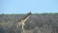 1149 Etoscha-NP - Giraffe