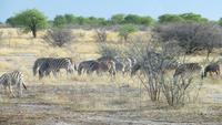 1154 Etoscha-NP - Zebras