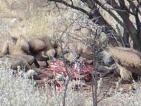 1160 Etoscha-NP - Weißrückengeier beim Fraß einer Oryx