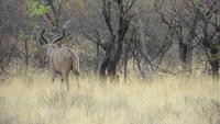 1182 Etoscha-NP - Kudu