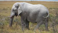 1308 Etoscha-NP - Elefant