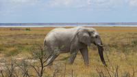 1318 Etoscha-NP - Elefant