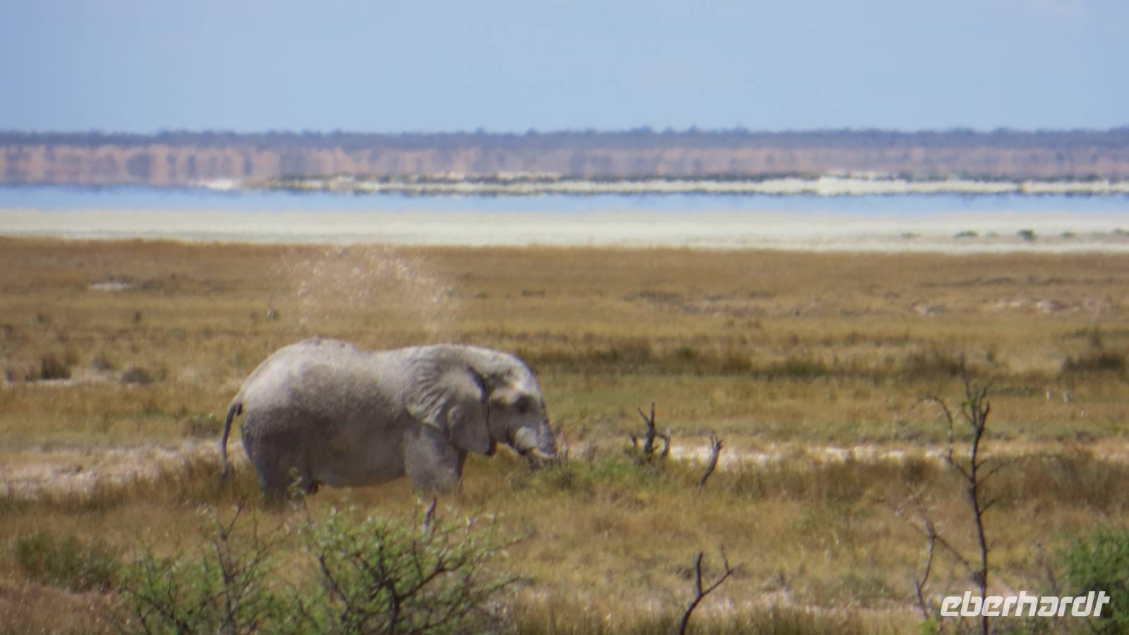 1328 Etoscha-NP - Elefant