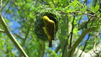 1373 Otjikotosee - Maskenweber beim Nestbau