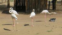 1414 Otjibamba Lodge - Flamingos