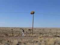 Nest der Siedelweber