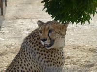 Treff mit den Geparden