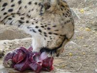 Treff mit den Geparden