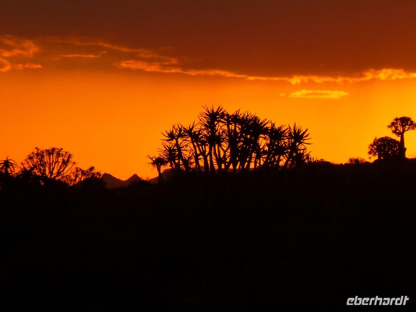 Wunderschöner Sonnenuntergang hinter Köcherbäumen