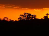 Wunderschöner Sonnenuntergang hinter Köcherbäumen