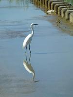 Kranich am Naute Staudamm