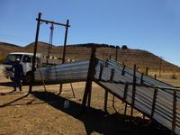 Abtransport von Ziegen auf einer Farm