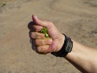 Demonstration der Wassergewinnung aus einer Wüstenpflanze
