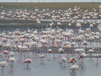 Flamingos bei Walfish Bay