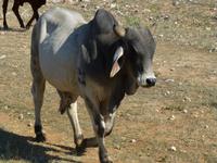Brahman Rind