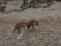 Hyänen im Etosha