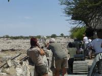 Weißer Elefant bei Okaukuejo