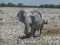 Elefant bei Okaukuejo
