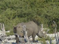 Glück gehabt! Nashorn bei Gemsbokvlakte