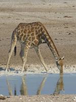 Giraffe bei Olifantsbad