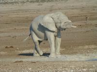 Verspielter Elefant 