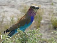 farbenfrohe Gabelracke