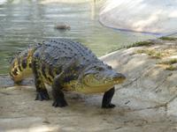 Auf der Krokodilfarm