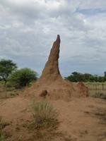 Termitenhügel