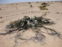Die Welwetschia - typische WÜstenpflanze der Namib