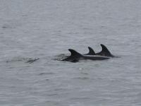 Delphine in Walvis Bay