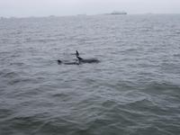 Delphine in Walvis Bay