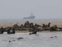Robbenkolonie in Walvis Bay