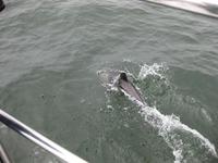 Ein Delphin direkt vor dem Boot