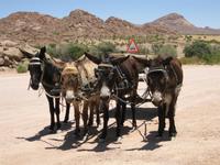 Eselkarren der Hereros
