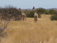 Giraffen an der Piste