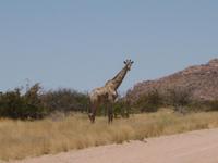 Eine Giraffe Überquert die Piste