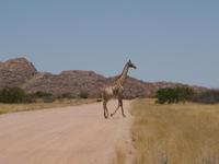 Eine Giraffe Überquert die Piste