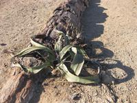 Welwetschia im 