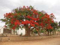 Korallenbaum in Opuwo